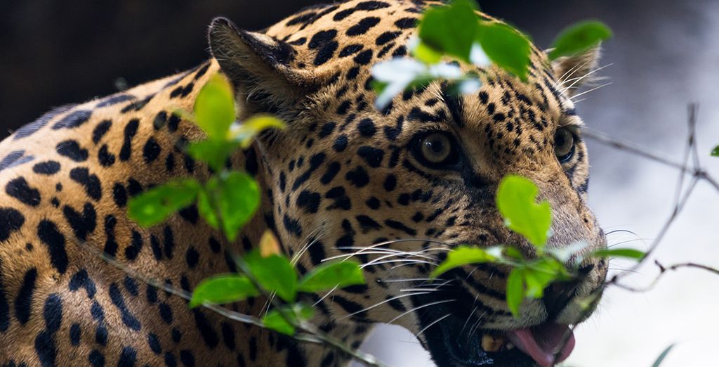 San José, Tortuguero, Arenal, Rincon de la Vieja e Guanacaste