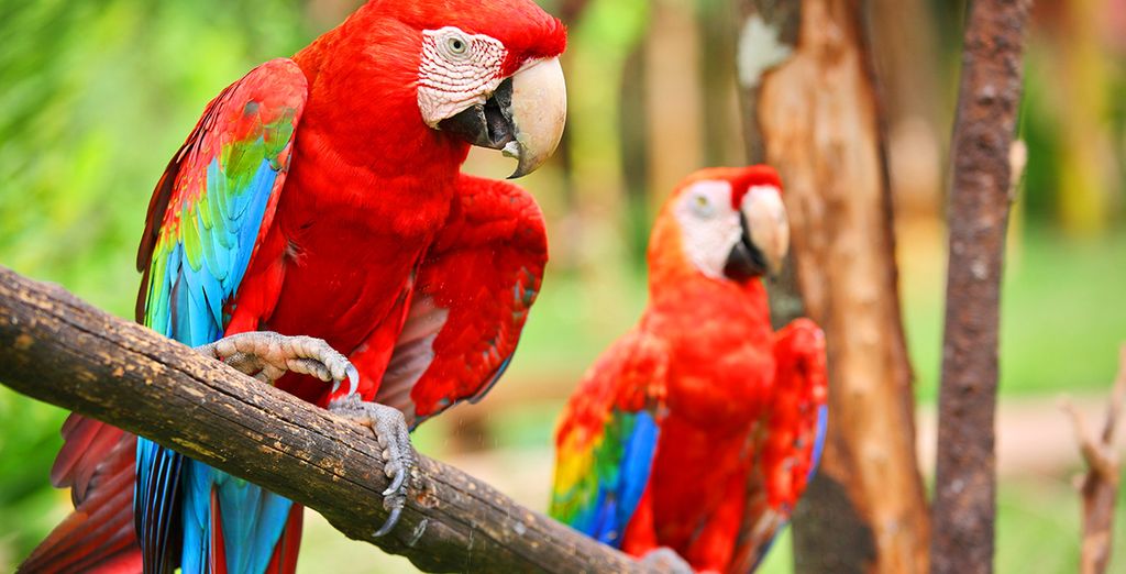 San José, Tortuguero, Arenal, Rincon de la Vieja e Guanacaste