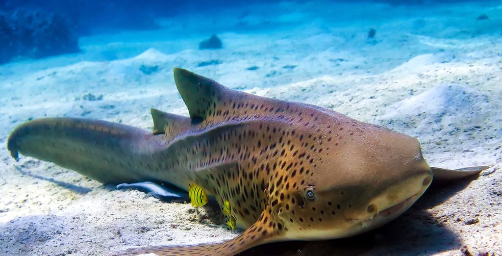 Tour alla scoperta del Madagascar tra natura e vulcani