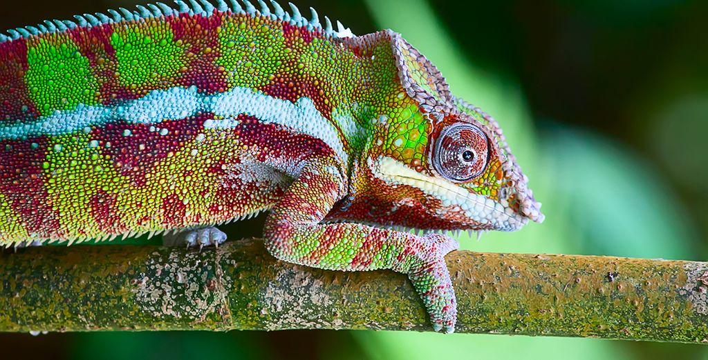 Tour alla scoperta del Madagascar tra natura e vulcani