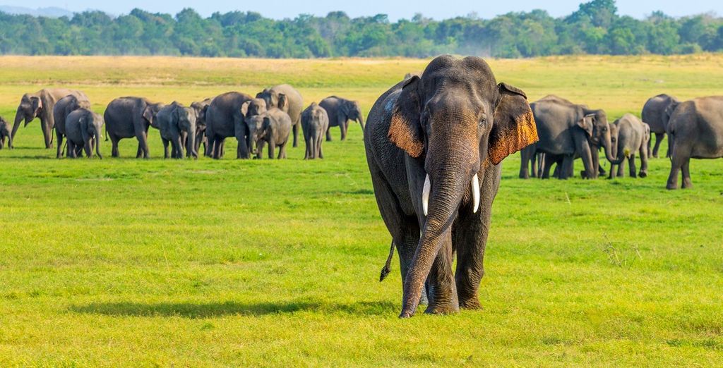 Tour dello Sri Lanka con soggiorno al Makunudu Island 4*