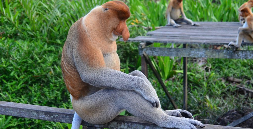 Tour Borneo malese Classico