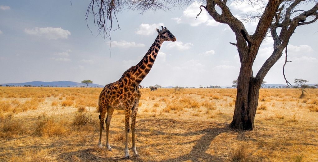 Circuito Big Five in Sudafrica