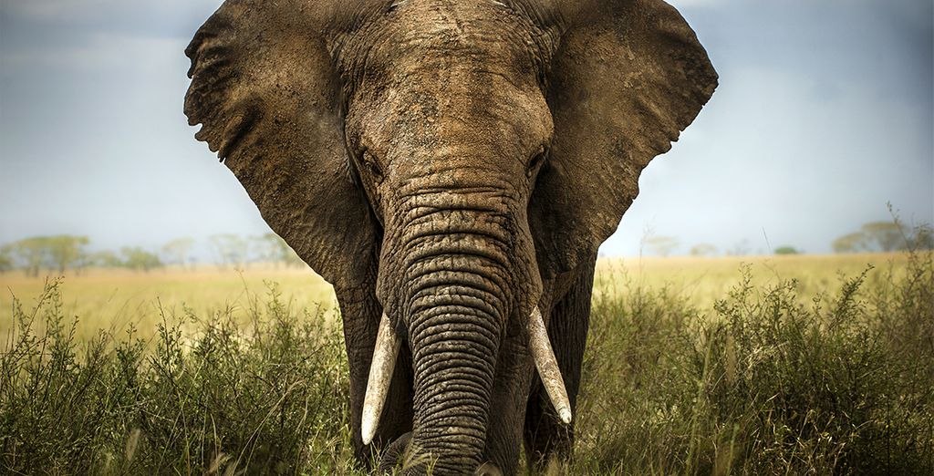 Circuito Big Five in Sudafrica