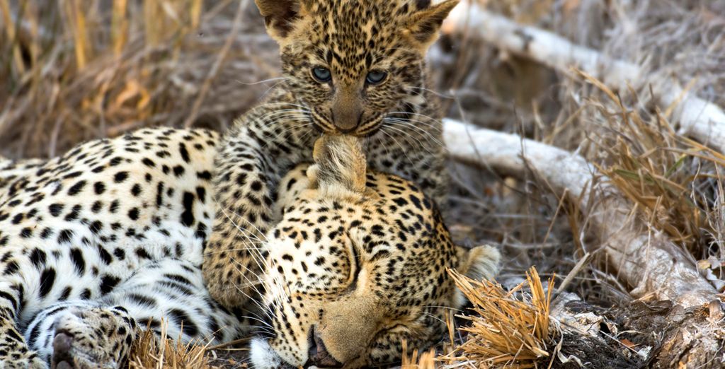 Circuito Big Five in Sudafrica