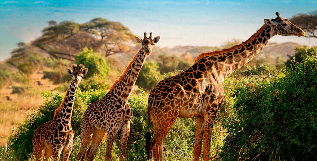 Diani Reef Beach Resort & spa 5* + Safari