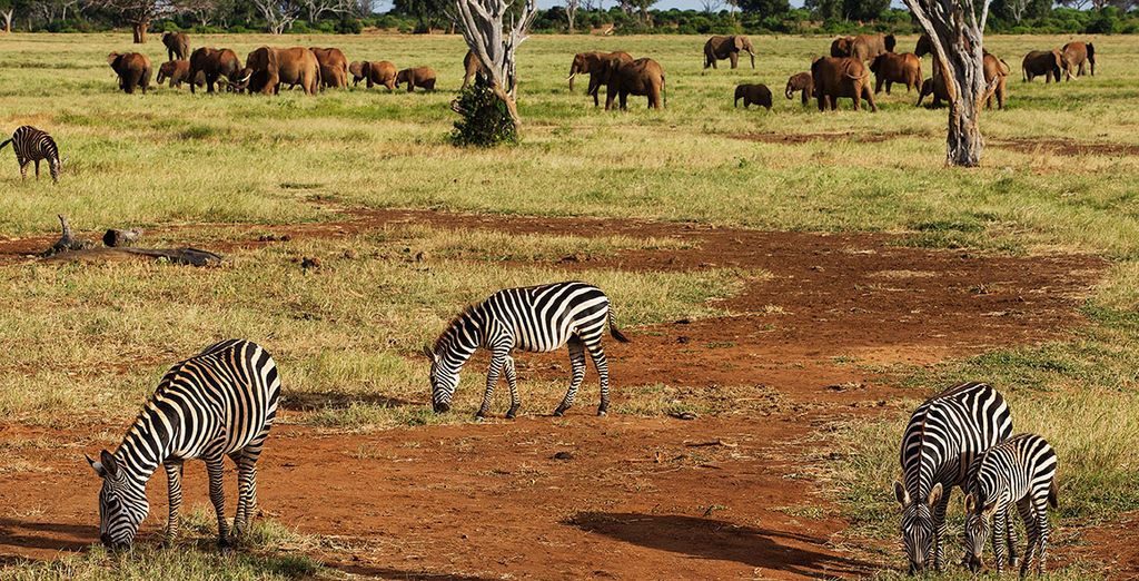 Diani Reef Beach Resort & spa 5* + Safari