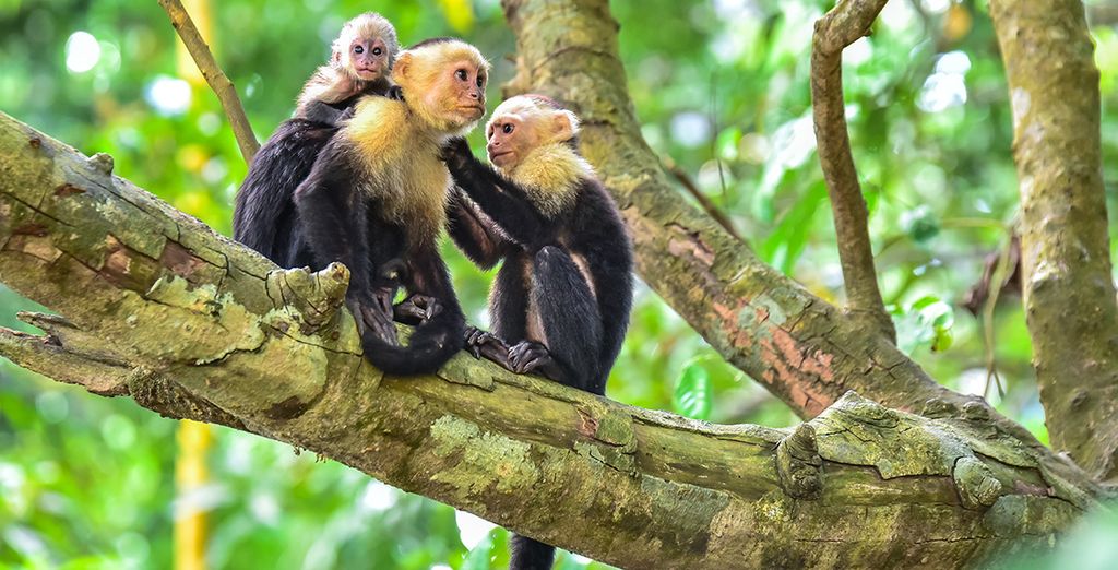 Autotour Costa Rica con possibile estensione mare a Papagayo