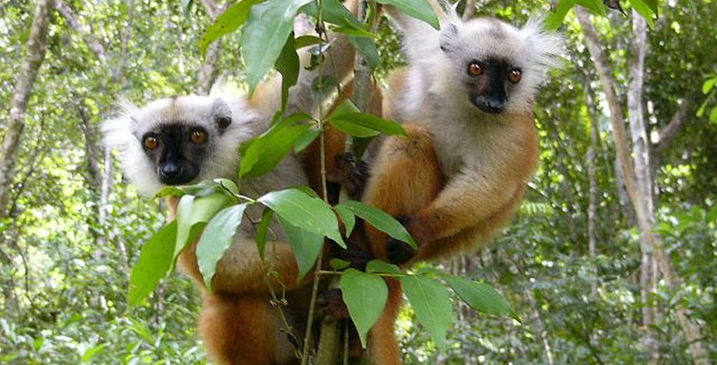 Tour alla scoperta del Madagascar tra natura e vulcani