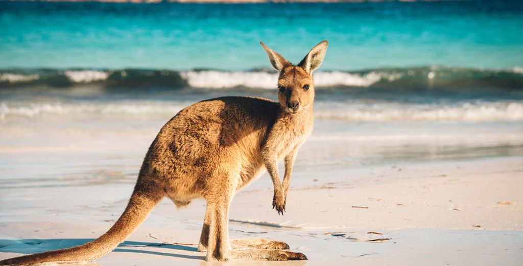 Tour dell'Australia e estensione mare a Bali
