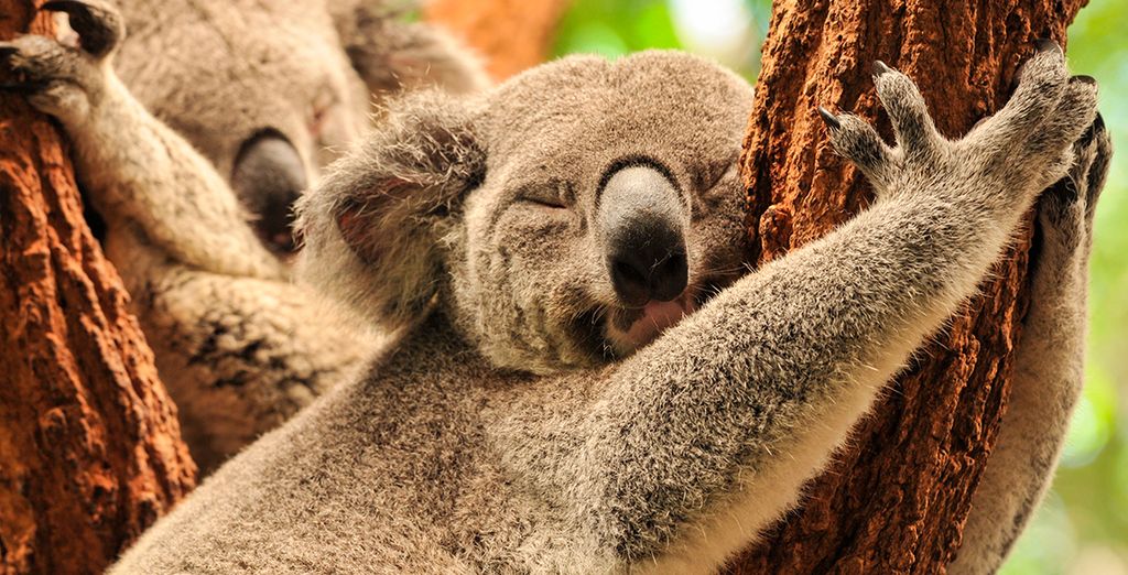 Tour dell'Australia e estensione mare a Bali