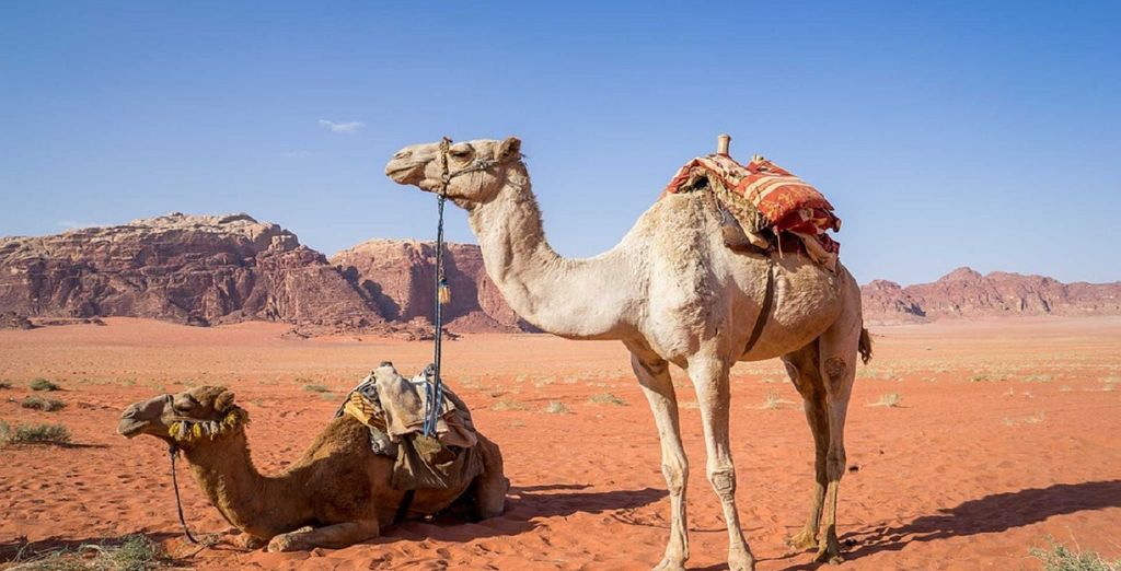 Petra Express in 4* o 5* con guida parlante italiano