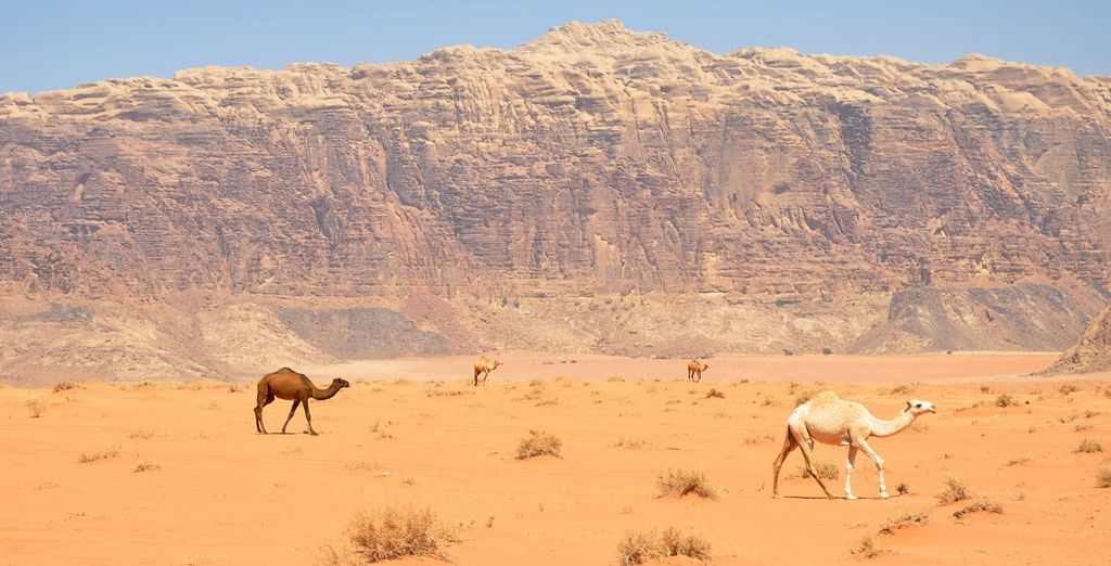 Petra Express in 4* o 5* con guida parlante italiano