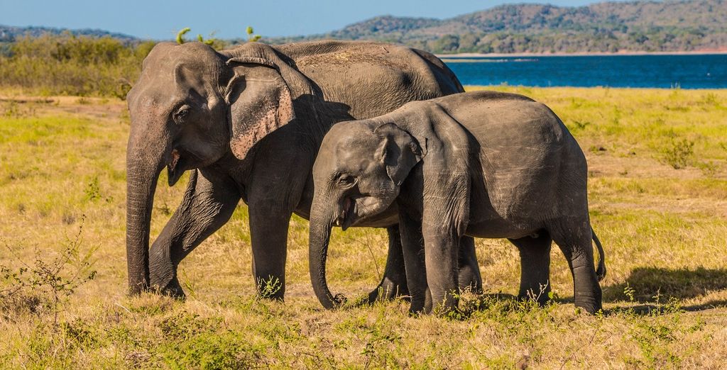 Tour privato dello Sri Lanka con estensione a Wadduwa