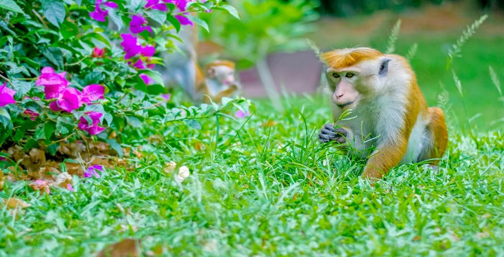 Tour privato dello Sri Lanka con estensione a Wadduwa