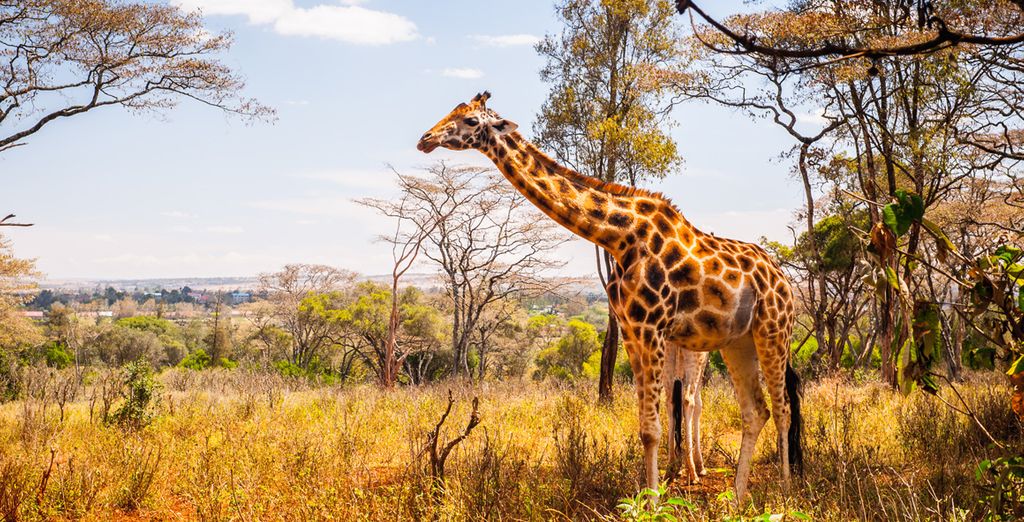 Pinewood Beach Resort and Spa 4* + Safari
