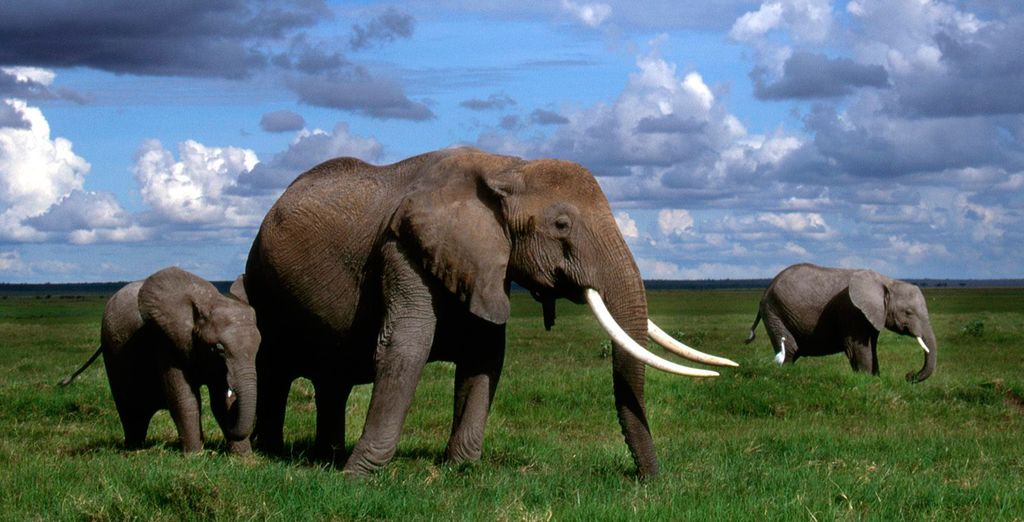 Leopard Beach Resort & Spa 4* e Safari