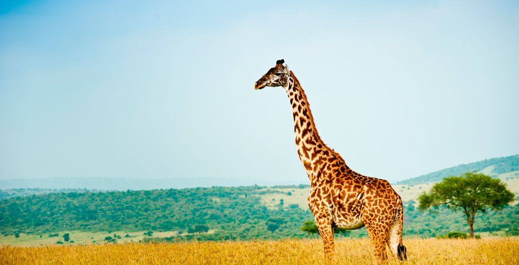 Leopard Beach Resort & Spa 4* e Safari