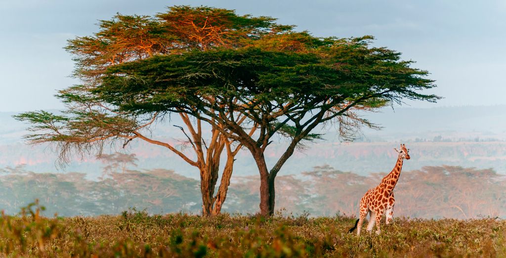 Leopard Beach Resort & Spa 4* e Safari