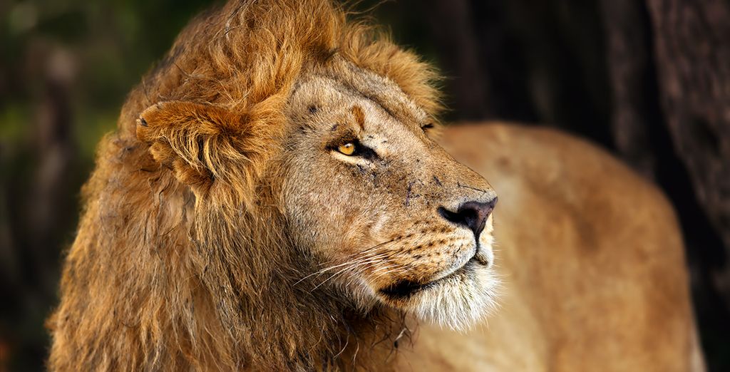Leopard Beach Resort & Spa 4* e Safari