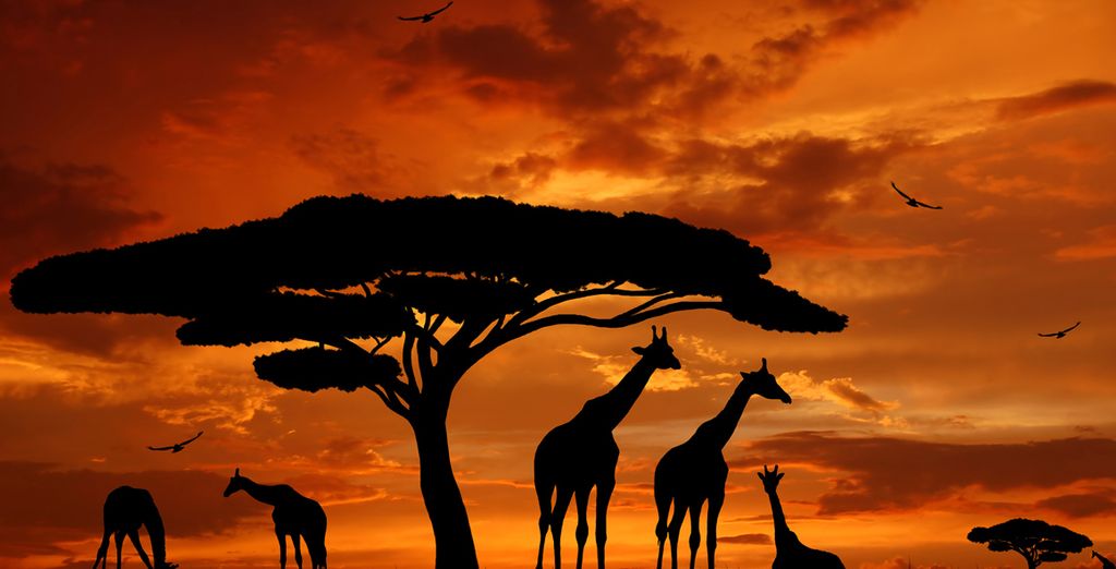 Leopard Beach Resort & Spa 4* e Safari