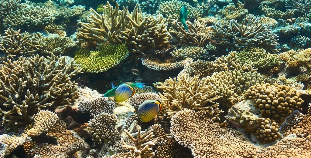 Crociera in catamarano alle Maldive con possibile estensione a Dubai