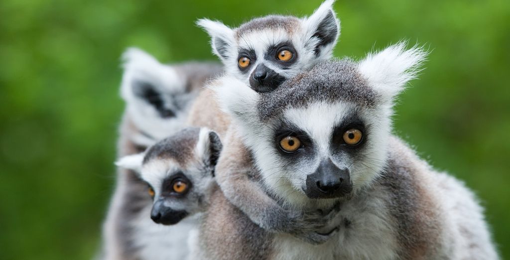 Tour essenziale del Madagascar