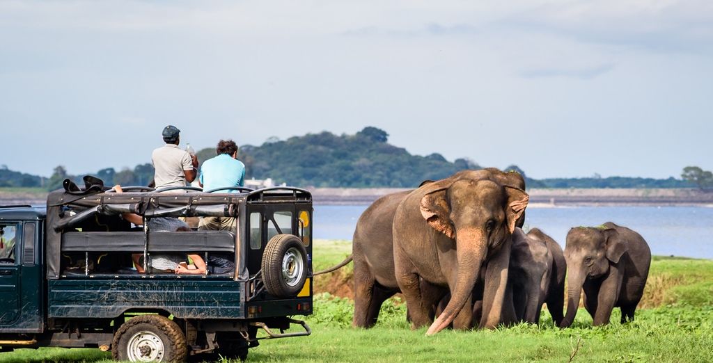 Tour Sri Lanka in hotel 4* + Avani Bentota Resort 5* 