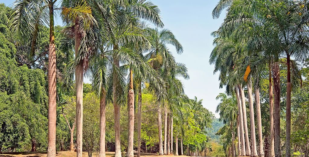 Tour privato alla scoperta delle meraviglie naturali dello Sri Lanka