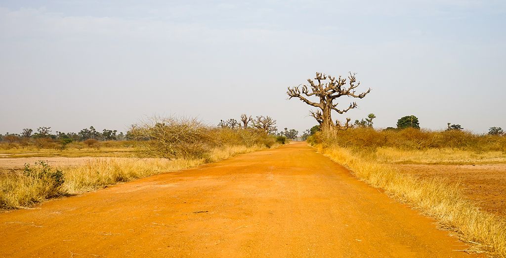 Tour del Senegal il paese dei Baobab