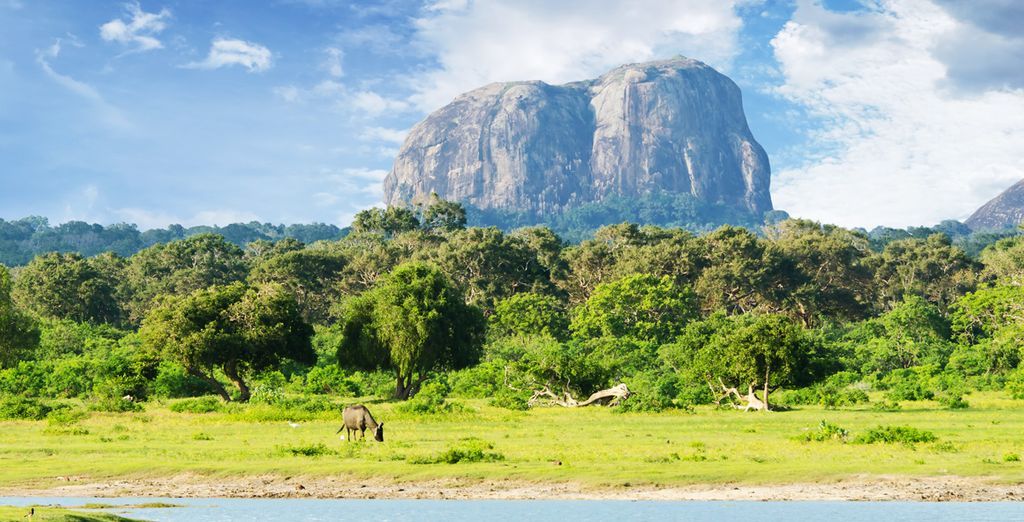 Mini Highlights dello Sri Lanka & estensione mare in 4*