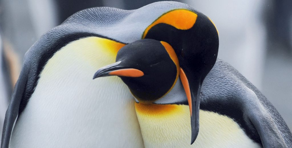 Crociera oltre il Circolo Polare Antartico