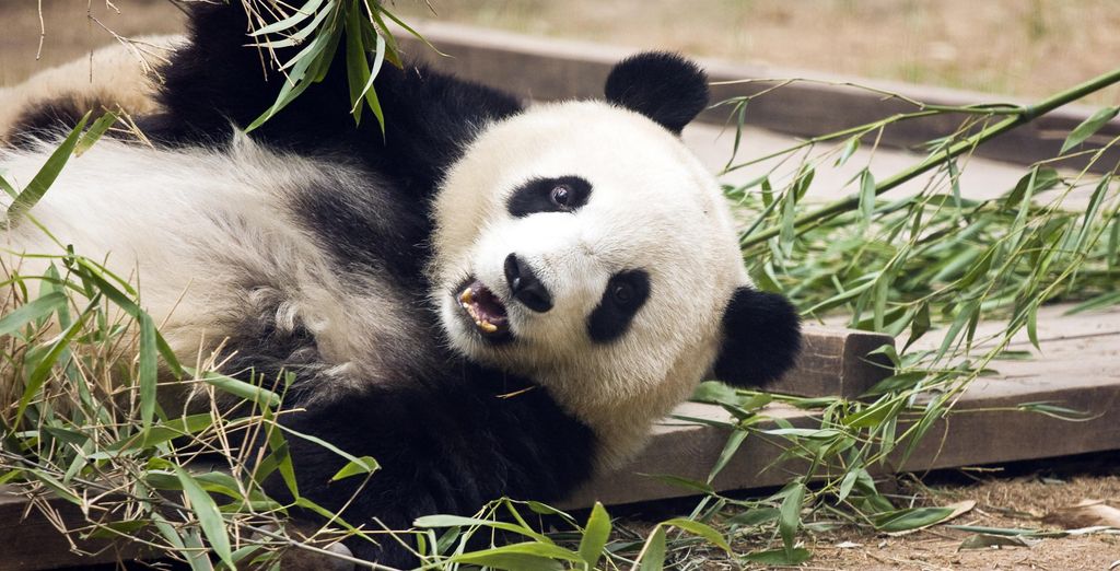 Tour Cina Essenziale in 4*e 5* + estensione Cina del Sud