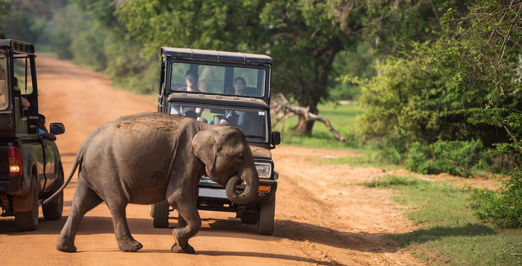 Tour Sri Lanka + Safari