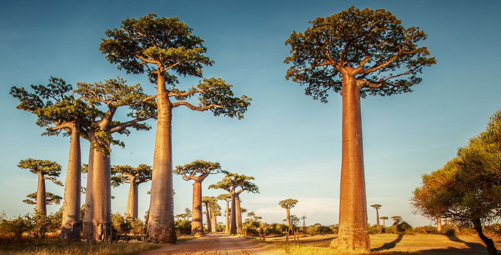 Tour del Madagascar: lagune di smeraldo, Ankasy Lodge e Tulear