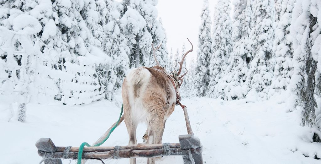 Da Rovaniemi alla Lapponia in Treno