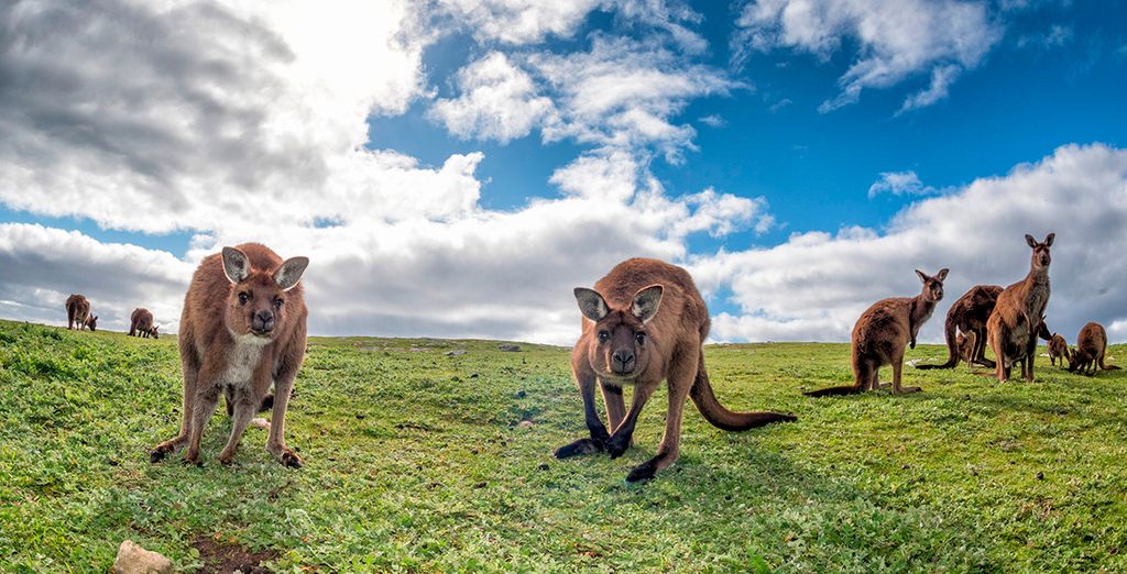 Tour alla Scoperta dell'Australia