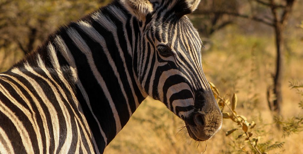 Safari in Sudafrica con possibile estensione al Radisson Blu Azuri Resort & Spa 4*S