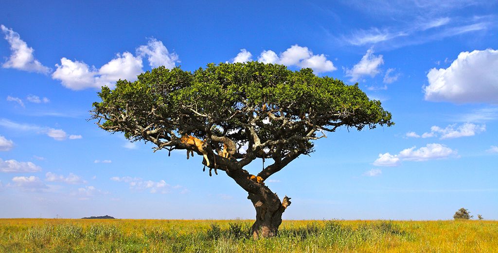 Tour Natura, Cultura e Safari in Sudafrica
