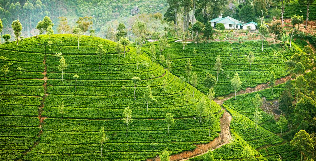 Tour privato Sri Lanka in 5* o 5* lusso  con possibile soggiorno al Park Rotana 5* Abu Dhabi