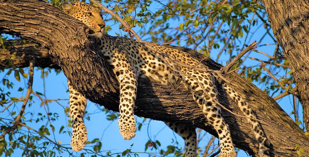 Tour privato in Sri Lanka con possibile soggiorno a Dubai