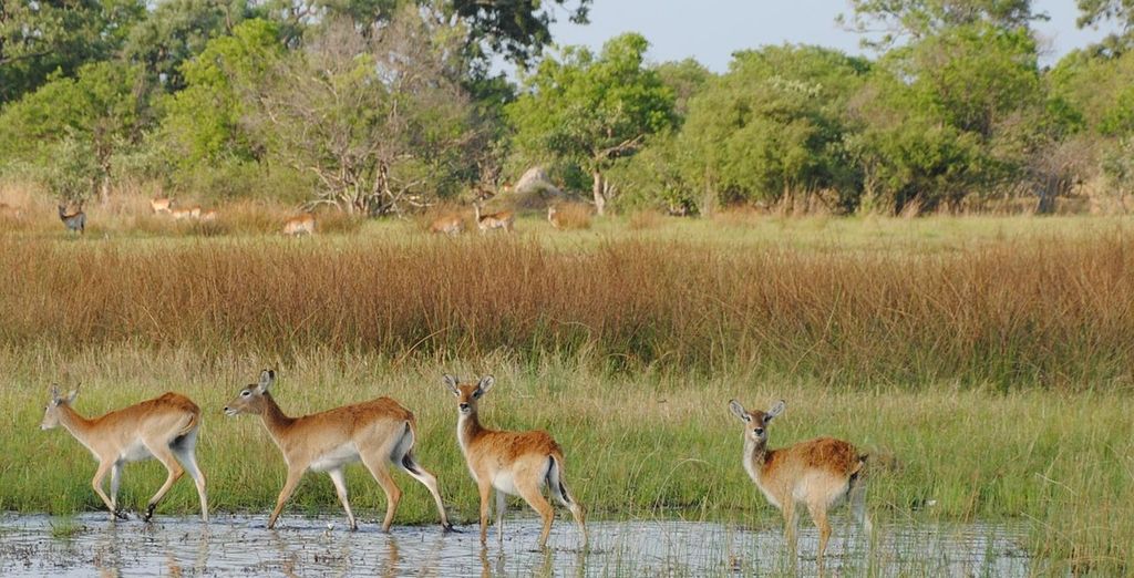 Selvaggio Botswana in campo tendato