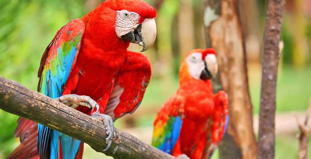 Tour Brasile Rio, Iguazu, Salvador de Bahia in 4*