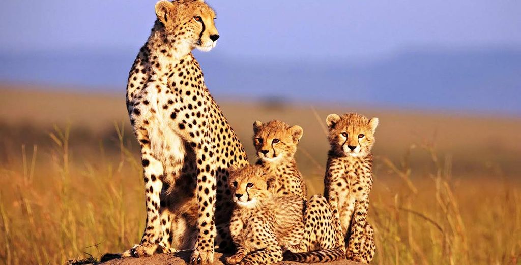 Safari in Sudafrica con possibile estensione al Radisson Blu Azuri Resort & Spa 4*S