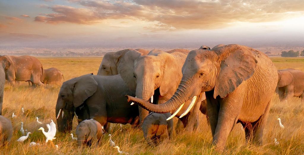 Royal Marlothi Kruger Safari Lodge & Spa 4*