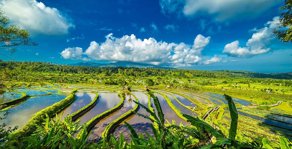 Exploration of Tegalalang Rice Terraces in Bali