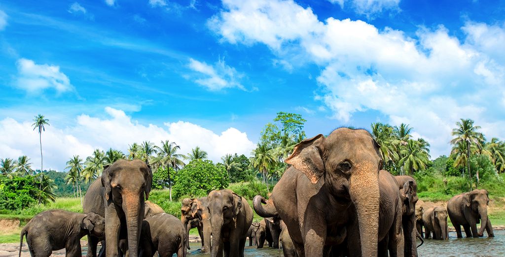Holidays to Sri Lanka : discover the wildlife
