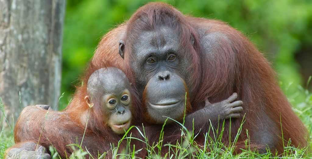 Discover Borneo