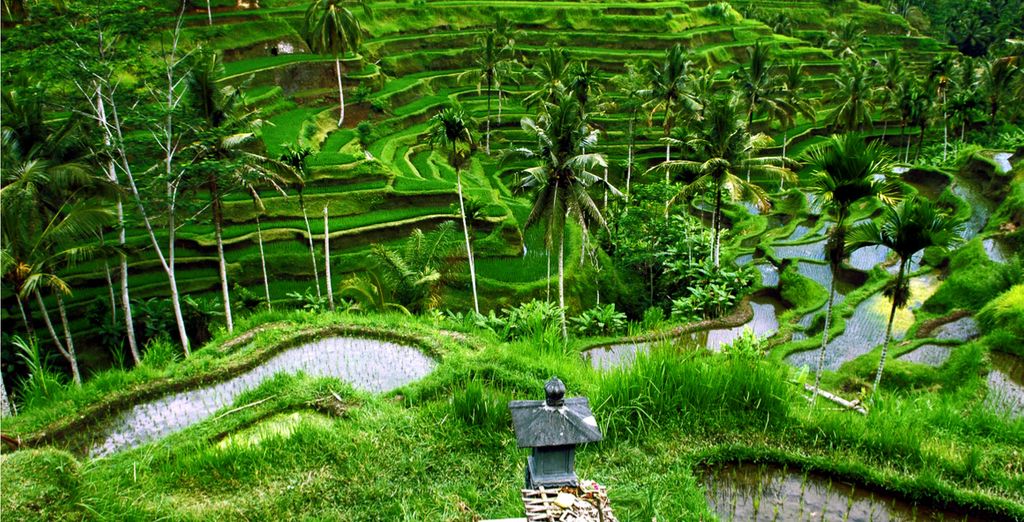 Bali Travel Guide : Tegalalang Rice Fields