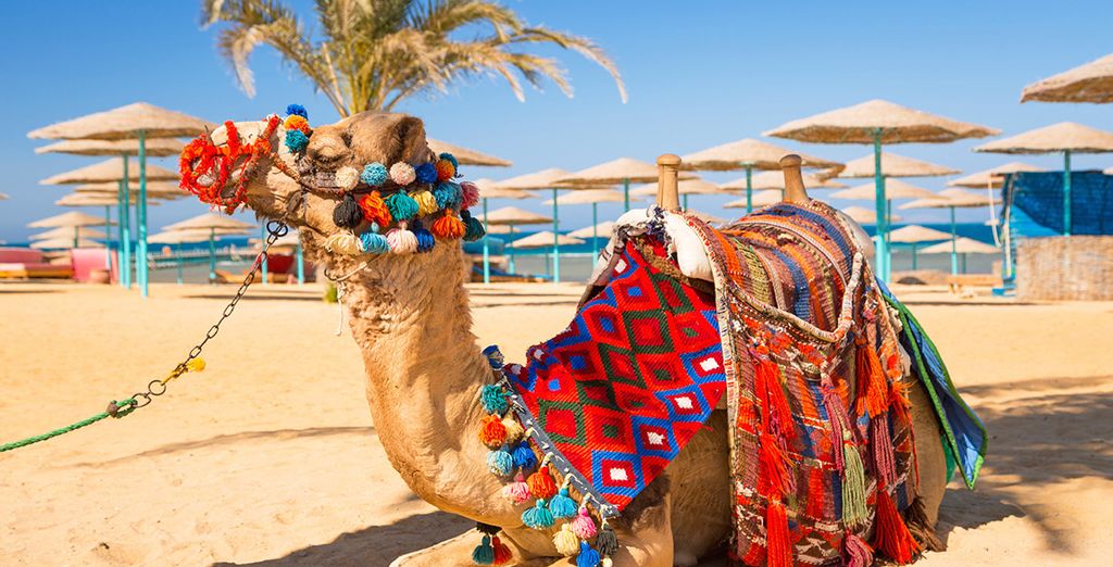 Grand Resort Hurghada 5*